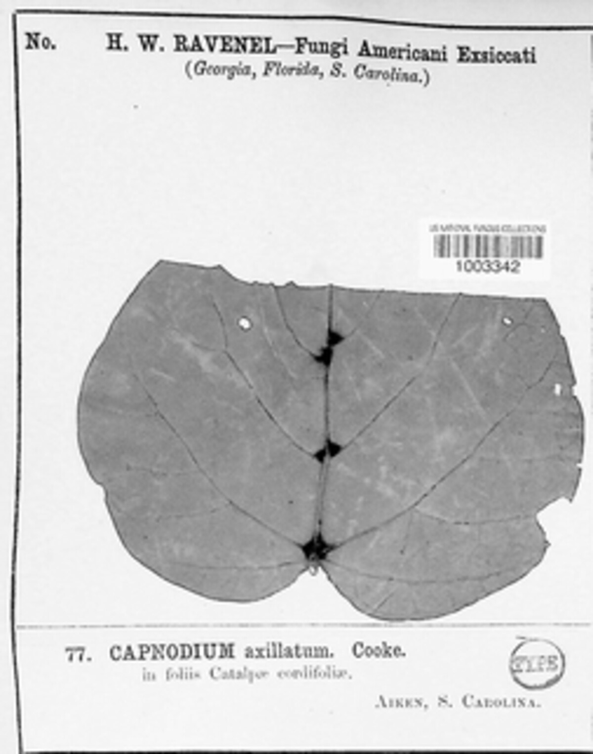 Leptoxyphium axillatum image